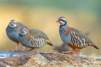 Rothuhn-Familie
