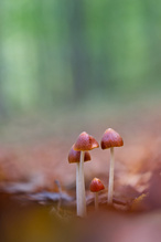 Familie Samthäubchen