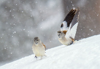Im Schneefall fühlen sie sich wohl