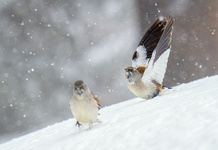 Im Schneefall fühlen sie sich wohl
