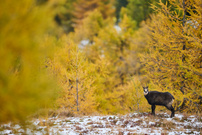 goldener Herbst