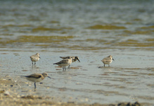Der Sanderling