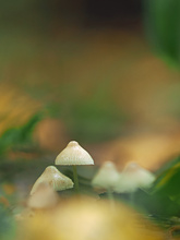 Pilze im Herbstlaub