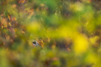 "...Herbstversteck..."
