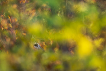 "...Herbstversteck..."