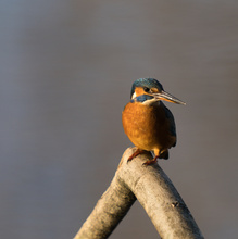 Eisvogel