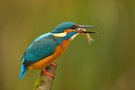 Eisvogel