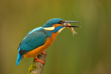 Eisvogel