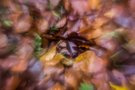 Herbstlaub mit Altlinse