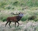 Brunft auf dem Darss