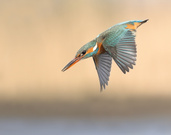 Eisvogel