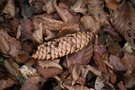Herbst-Farben und -Strukturen