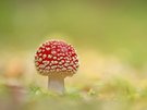 Fliegenpilz