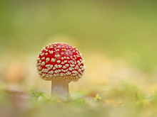 Fliegenpilz