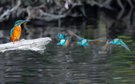 Eisvogel Flucht