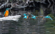 Eisvogel Flucht