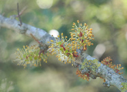 Blüte des Johannesbrotbaums