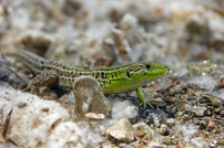 Eidechse mit Wattebart