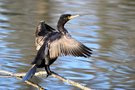 Kormoran