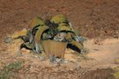 Tweeblaarkanniedood - die Herrscherin der Namib