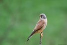 Turmfalke