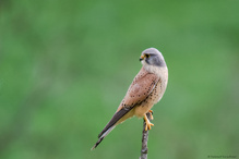 Turmfalke