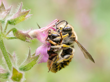 Entomologische Einteilung der Kopulationsstellungen