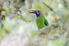 Blaukehlarassari (Aulacorhynchus caeruleogularis)