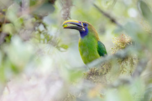 Blaukehlarassari (Aulacorhynchus caeruleogularis)