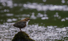 Wasseramsel Ansitz