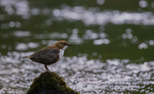 Wasseramsel Ansitz