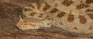 Hornviper
