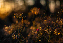 Herbstlicht