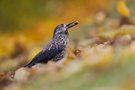 Sibirischer  Tannenhäher im Herbstlaub