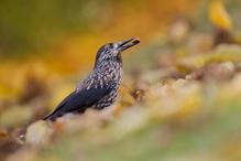Sibirischer  Tannenhäher im Herbstlaub