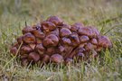 Pilz-"Haufen"