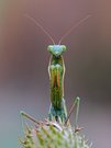 Mantis Frontale