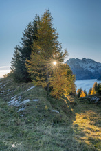 Wenn der Herbst mein Fotorevier in Gold verwandelt.