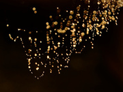 „collier de perles“