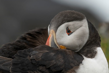 Ruhender Puffin