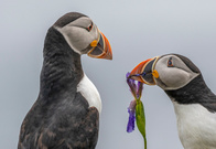 Atlantic Puffins