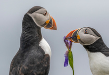 Atlantic Puffins