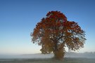 Kastanienbaum