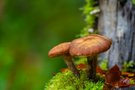 Pilz Zeit