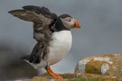 Atlantic Puffin