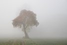 Etwas Farbe im Nebel