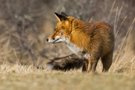 Rotfuchs im Seitenblick