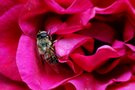 Sommer-Sehnsucht