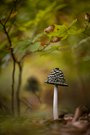 Unter herbstlichen Jungbuchen...