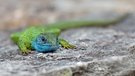 Östliche Smaragdeidechse - Lacerta Viridis